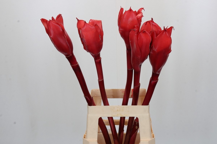 Torch Ginger Pink