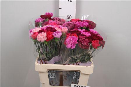 <h4>Di St Gemengd In Bos (redfire)</h4>