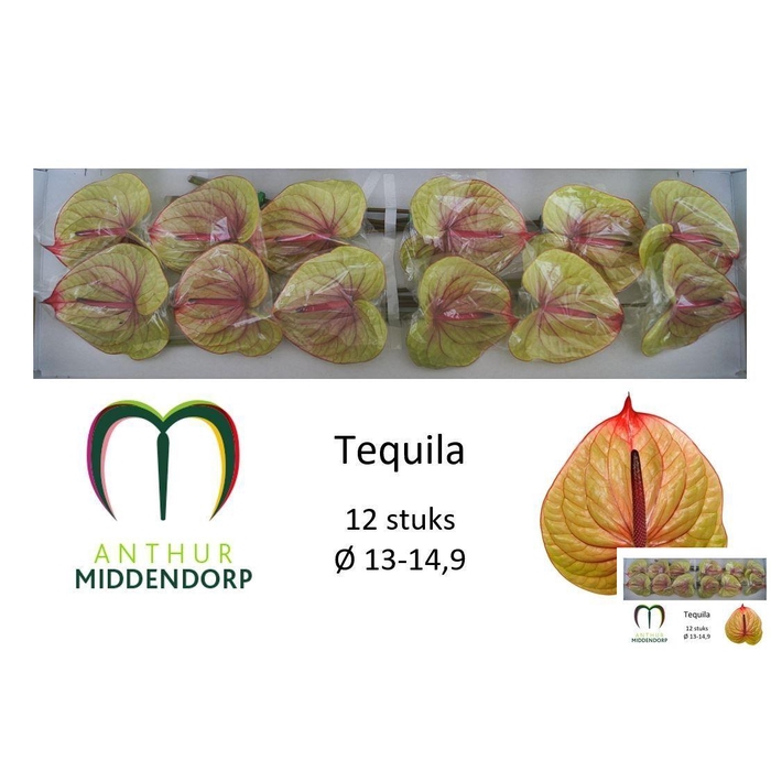 <h4>Anth A Tequila</h4>