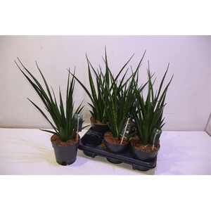 Sansev Kirki Friends