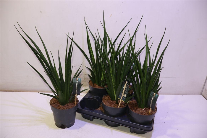 <h4>Sansev Kirki Friends</h4>