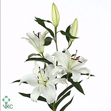 <h4>Lilium Or Zambesi</h4>