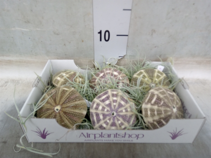<h4>Tillandsia usneoides</h4>