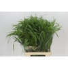 Panicum Fountain