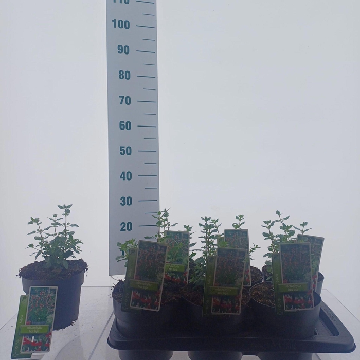 <h4>Salvia microphylla</h4>