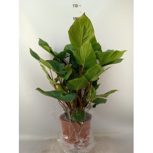 Homalomena rubescens 'Maggy'