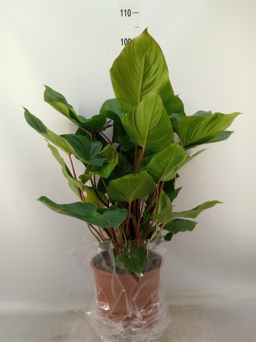 <h4>Homalomena rubescens 'Maggy'</h4>