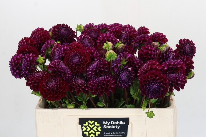 <h4>Dahlia Ivannetti</h4>