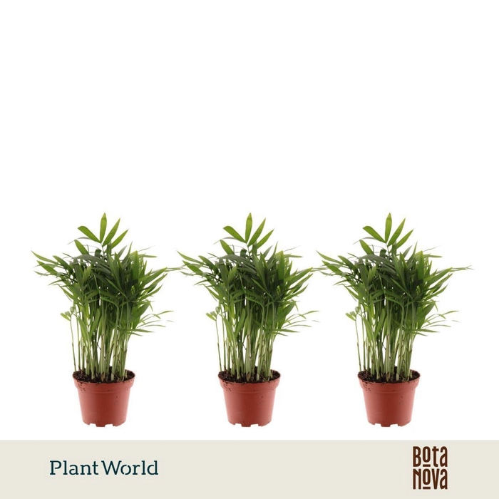 <h4>Chamaedorea elegans</h4>