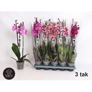 PHAL GEM 5 KL