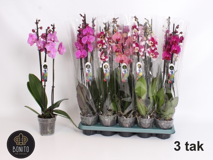 <h4>PHAL GEM 5 KL</h4>