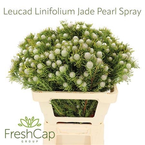 LEUCAD LINIFOLIUM JADE PEARL SPRAY