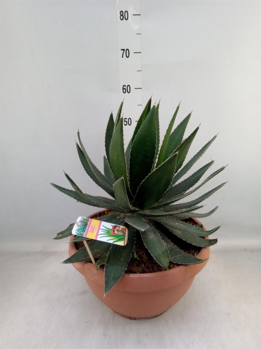 <h4>Agave   ...</h4>