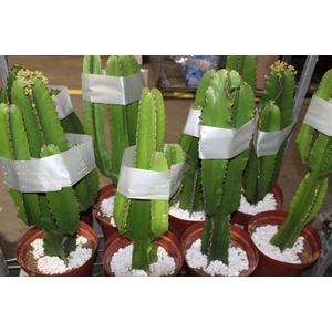 CACTUS EUPHORBIA MANDACARU P30
