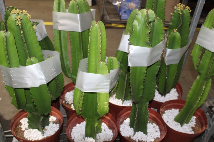 <h4>CACTUS EUPHORBIA MANDACARU P30</h4>