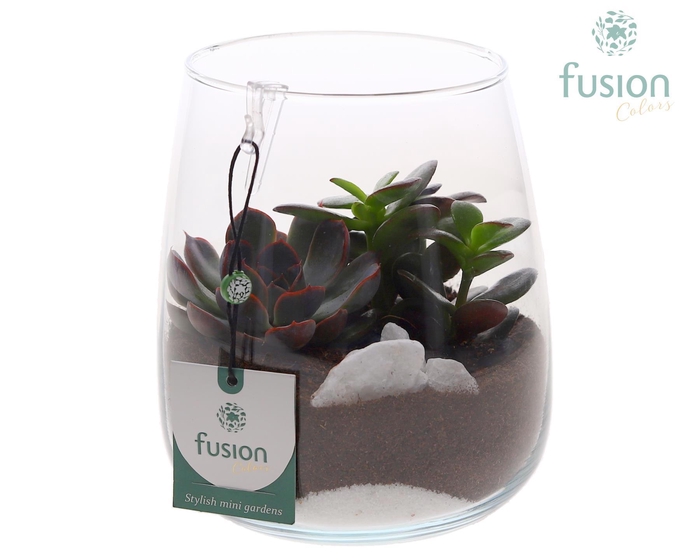 <h4>Glazen windlicht Alzada met succulenten</h4>