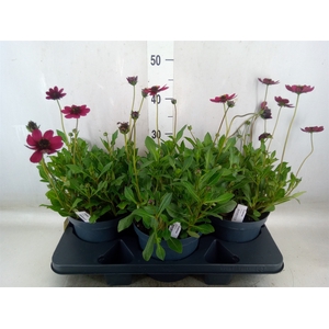 Cosmos atrosang. 'Cherry Chocolate'