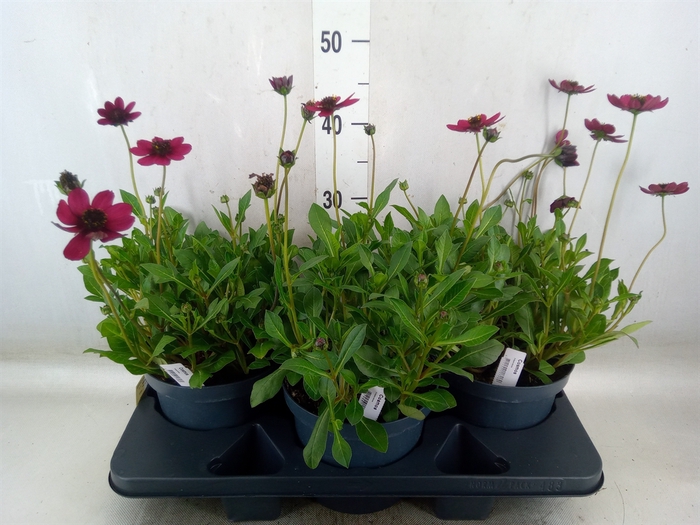 <h4>Cosmos atrosang. 'Cherry Chocolate'</h4>