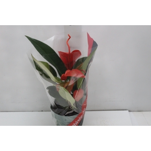 ANTHURIUM SCHERZERIANUM CHRISTINE P15