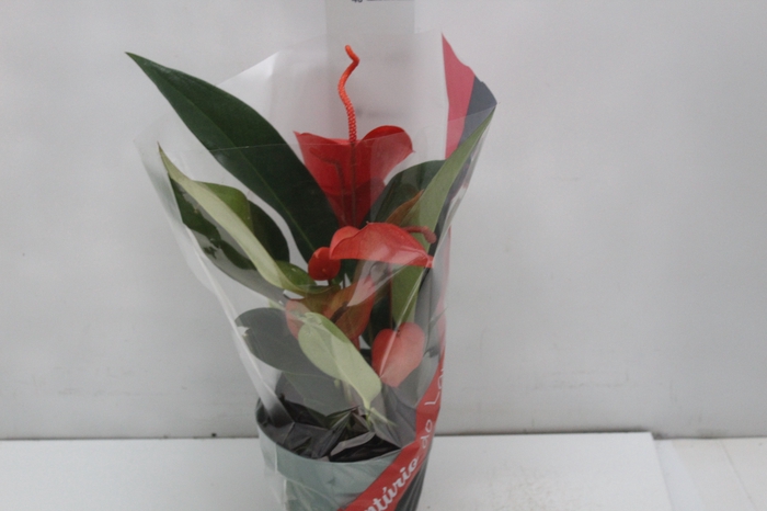 <h4>ANTHURIUM SCHERZERIANUM CHRISTINE P15</h4>