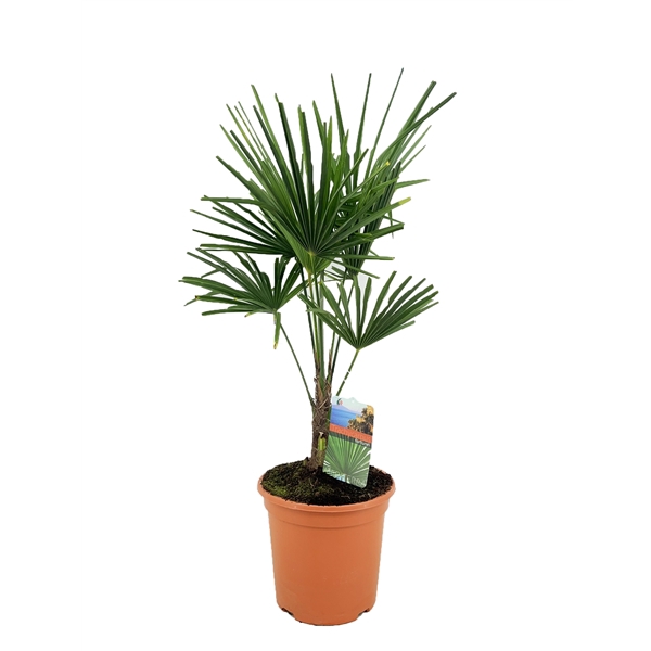 <h4>Trachycarpus fortunei</h4>