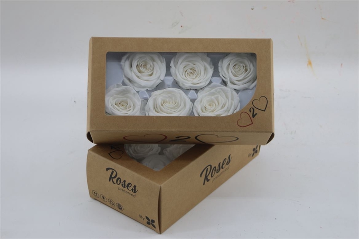 <h4>Rosa Preserved White</h4>