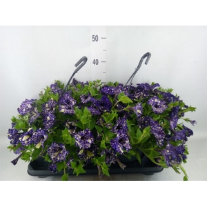 Petunia  'Surfinia'   ...mix