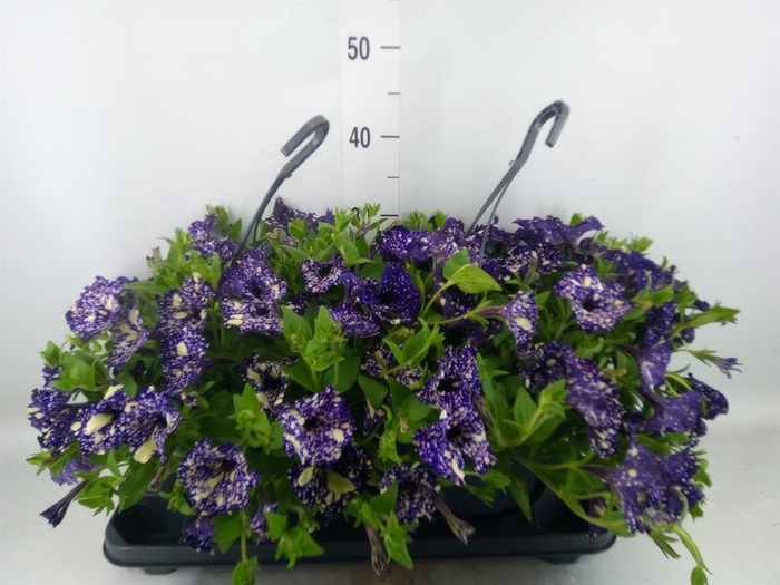 <h4>Petunia  'Surfinia'   ...mix</h4>