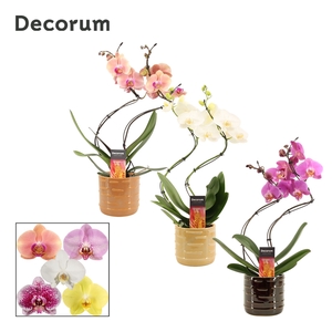 Phalaenopsis hurricane mix in Lois (Deco-collection)