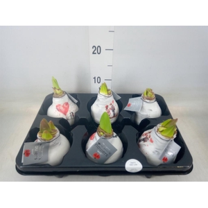 Hippeastrum   ...waxed