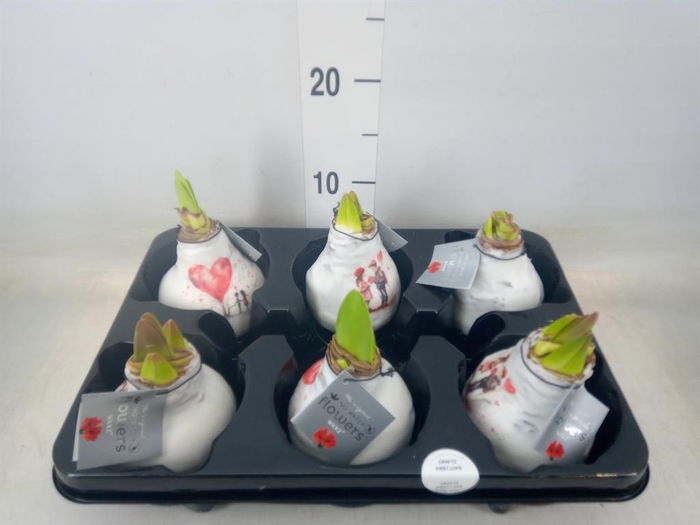 <h4>Hippeastrum   ...waxed</h4>