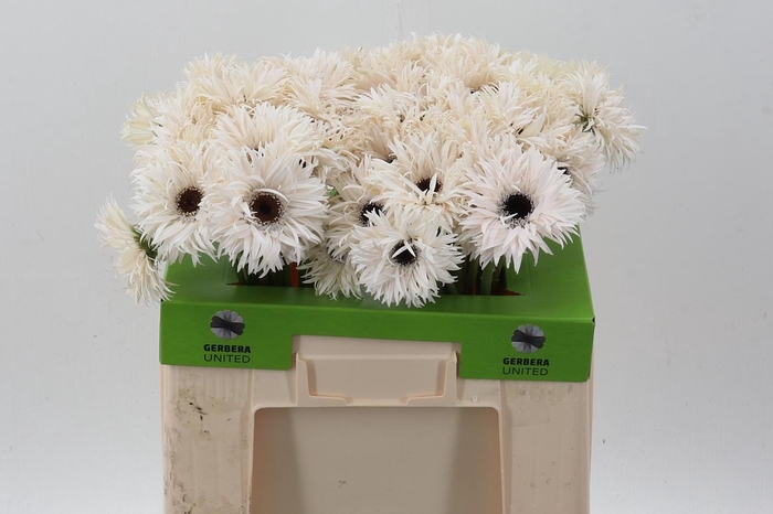 <h4>Ge Gs Garden Ghost</h4>