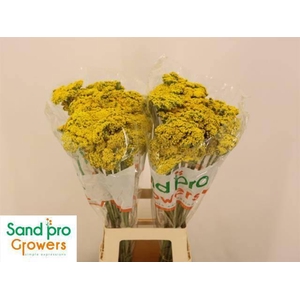 ACHIL F PARK VARIETY