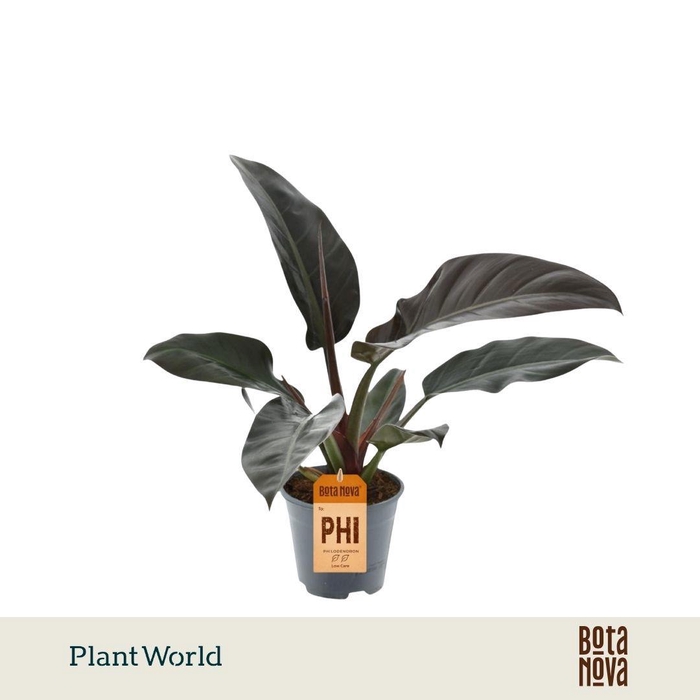 <h4>Philodendron Imperial Red</h4>