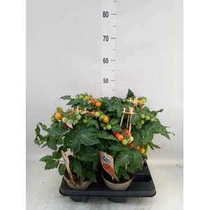 Solanum lycopersicum   ...