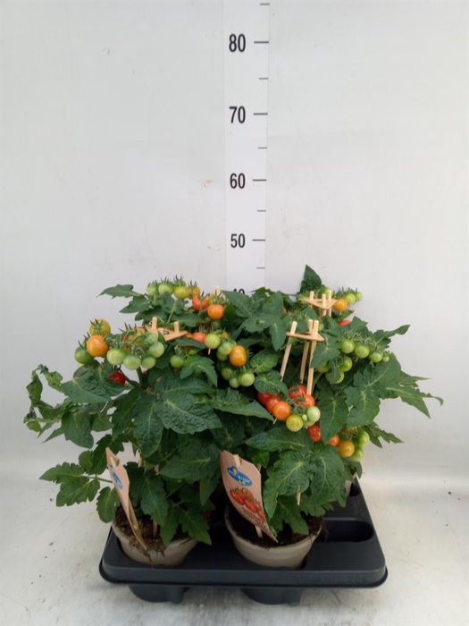 <h4>Solanum lycopersicum   ...</h4>
