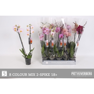 PHAL GEM 8 KL