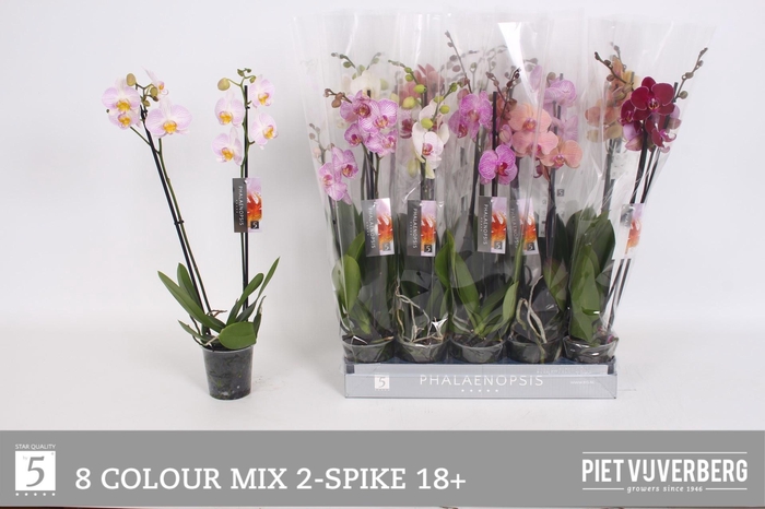<h4>PHAL GEM 8 KL</h4>