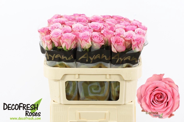 <h4>ROSA GR 'EUPHORIA'</h4>