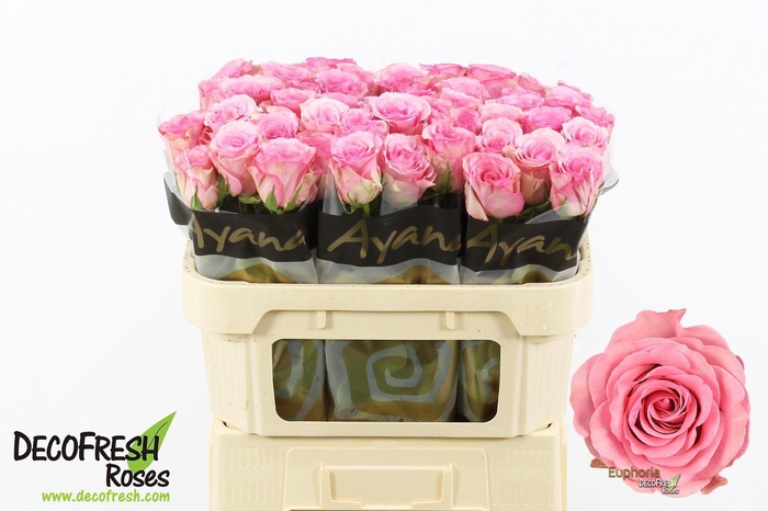 <h4>ROSA GR 'EUPHORIA'</h4>