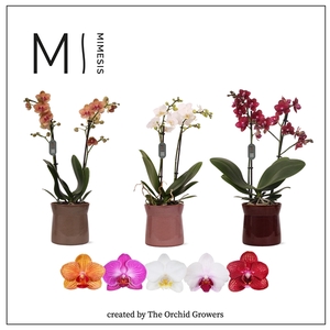 Mimesis Phal. Multi Mix - 2 spike 12cm in Elise ceramic