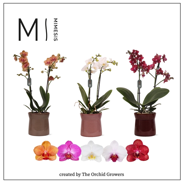 <h4>Mimesis Phal. Multi Mix - 2 spike 12cm in Elise ceramic</h4>