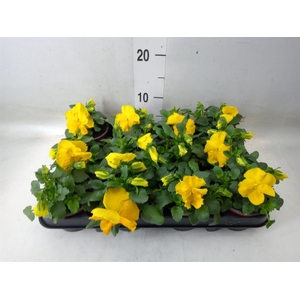 Viola wr. 'Matrix Yellow'