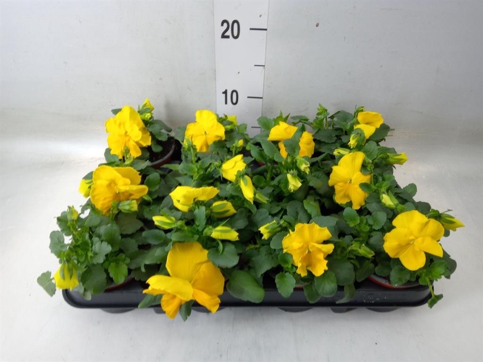 <h4>Viola wr. 'Matrix Yellow'</h4>