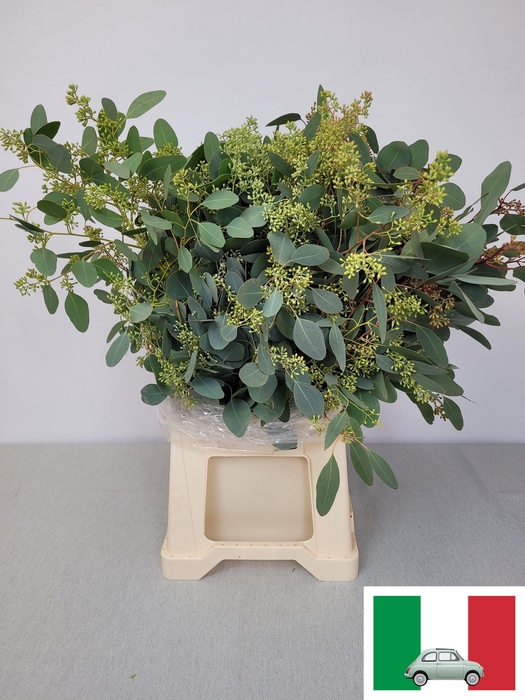 <h4>EUC POP BES PB</h4>