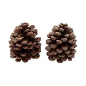 Deco Pinecone Pinus Pinea Scented Pine Tree 2pcs