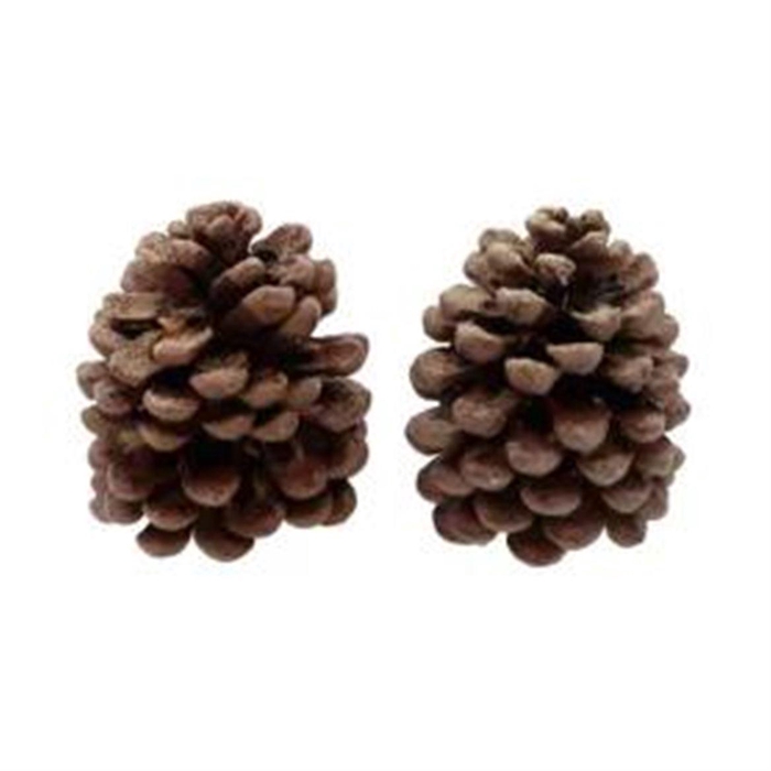 <h4>Deco Pinecone Pinus Pinea Scented Pine Tree 2pcs</h4>