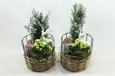 <h4>1355 Mand Rek Winter</h4>