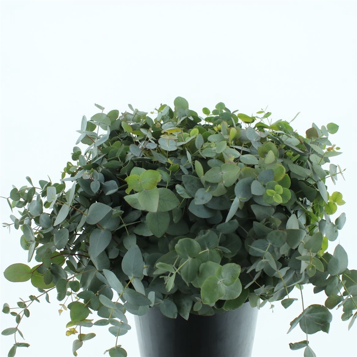 <h4>Euca Cinerea P Stem 43cm (10 Stems Per Bunch)</h4>