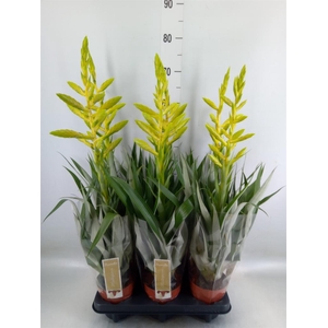 Tillandsia oerstediana